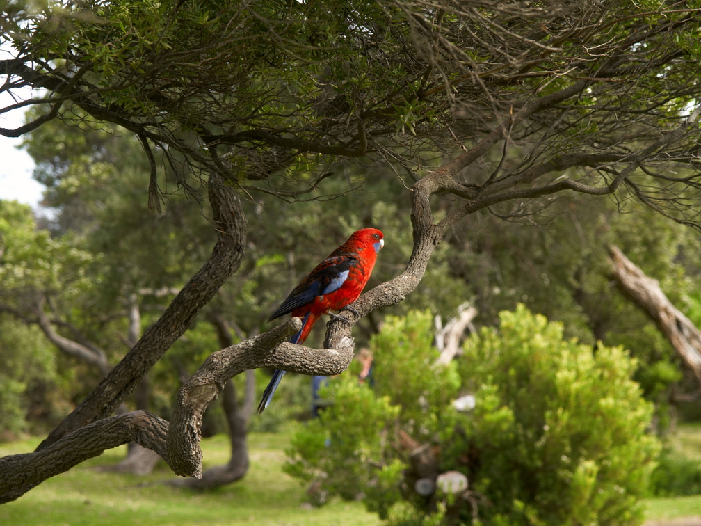 Bird at Tidel River