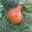IMG_2981.jpeg